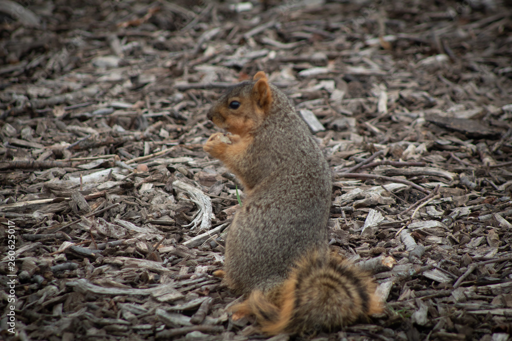 Obraz premium squirrel eating nut