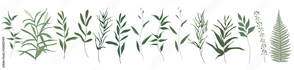 Big set botanic elements. Branches with leaves, herbs, wild plants, trees. Garden and exotic, tropical collection leaf, foliage, branches. Vector illustration isolated on white background