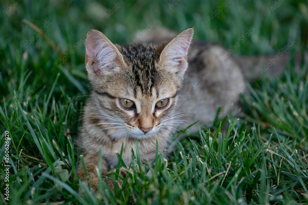 Tiger kitten lying on the green grass in the Park.