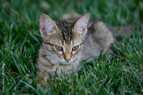 Tiger kitten lying on the green grass in the Park.