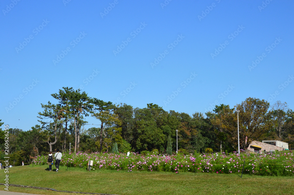 秋の青空の下、コスモス畑を眺めるカップルがいる公園の風景