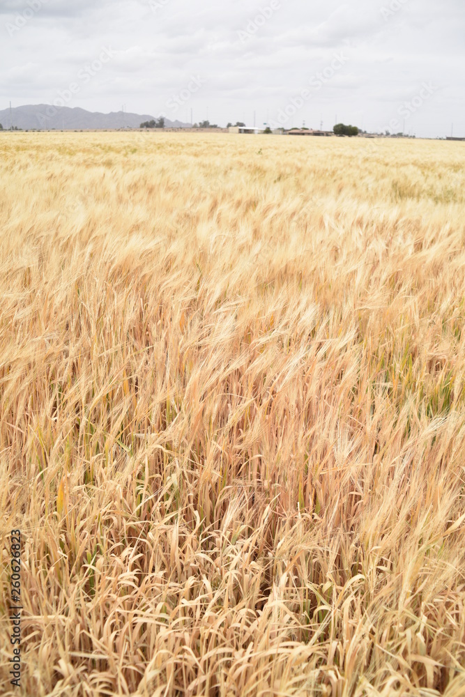 Arizona wheat ready for harvest