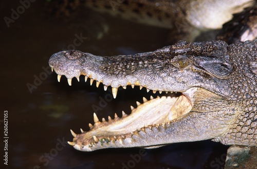krokodile in thailand