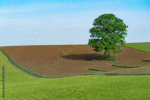 Lone Tree with Rolling Hills in Ohio. Holmes County Ohio is known for it s Amish population and beautiful scenery.