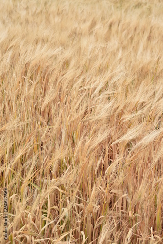 Arizona wheat ready for harvest © paul