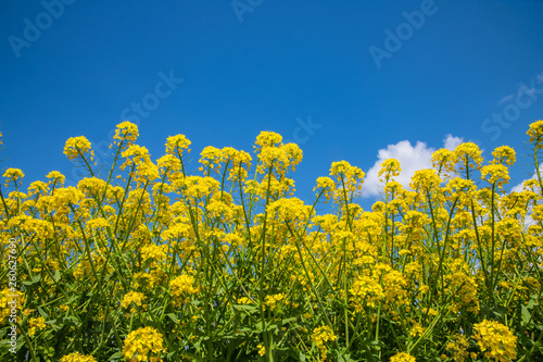 畑の菜の花　青空に映える © KIYOSHI KASHIWANO