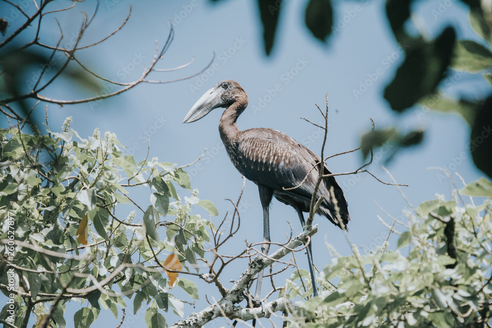 Fototapeta premium Bird in African