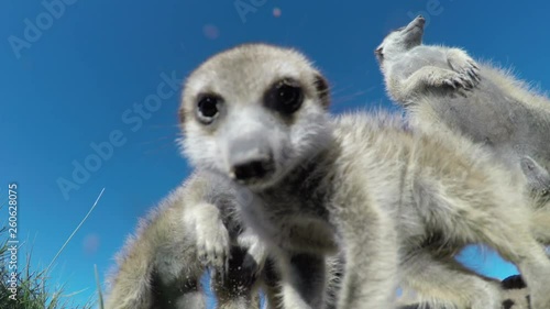 Low angle close-up view of curious baby meerkats looking into the lens of the camera, Botswana