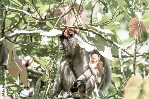 Red colobus in Uganda photo