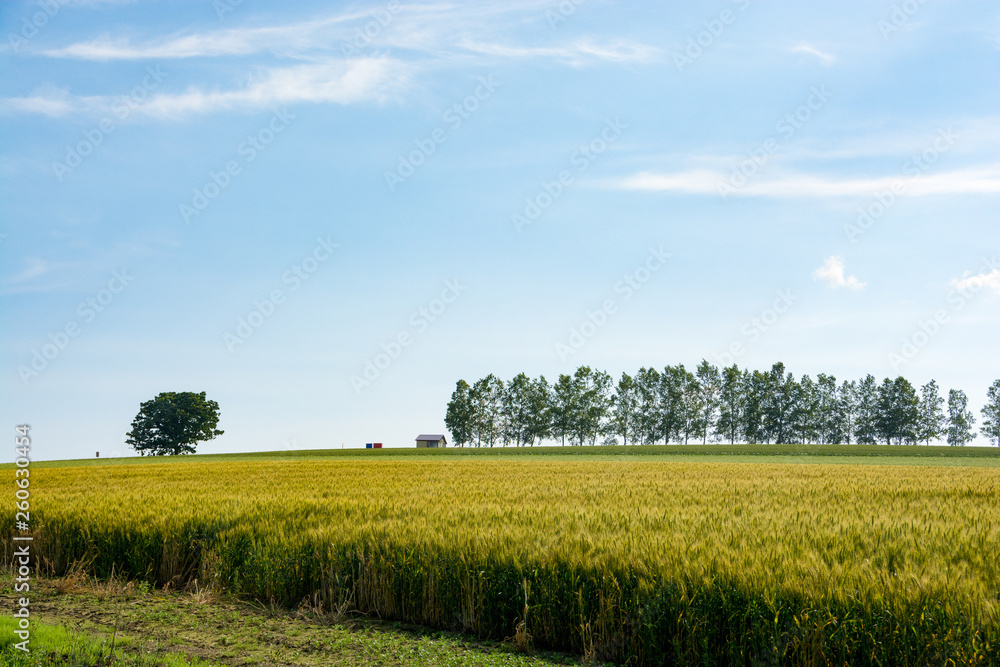 Obraz premium 夏の麦畑とシラカバ並木 美瑛町