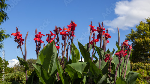 Canna x generalis flowering in New Zealand