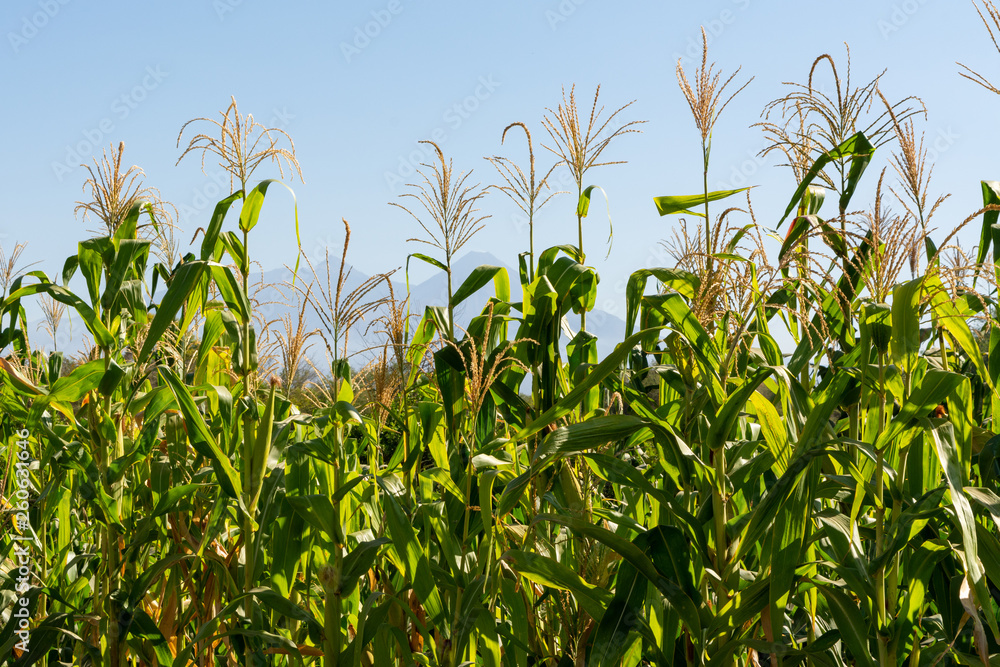 sorgo sorgo