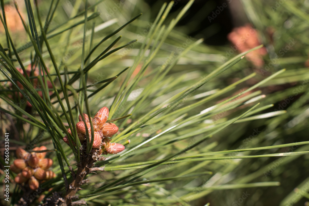 Cones of conifer