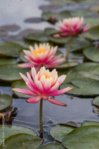 Lilly Flowers