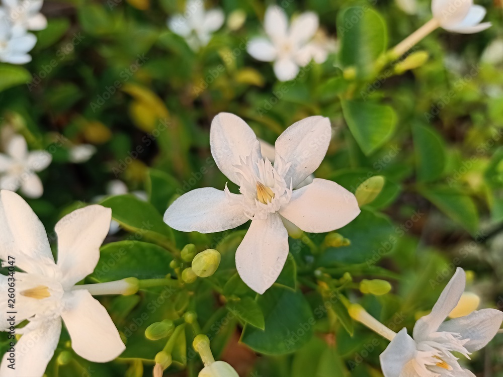 White jasmine star Beautiful bloom in the backyard5 White jasmine star Beautiful bloom in the backyard5