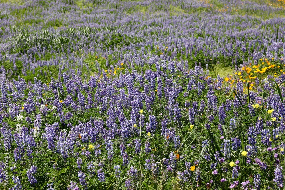 field of purple flowers