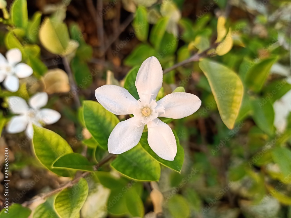 White jasmine star Beautiful bloom in the backyard1 White jasmine star Beautiful bloom in the backyard1