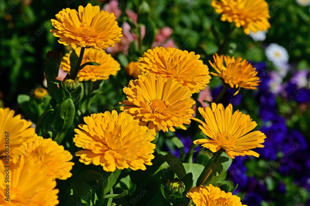 光を浴びて輝く早春の花々 光を浴びて輝く早春の花々