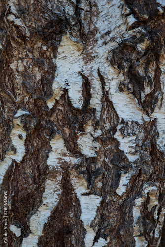 Background of an old tree trunk 