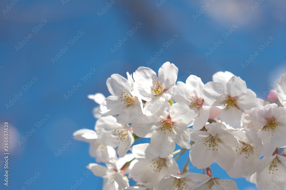 桜 桜
