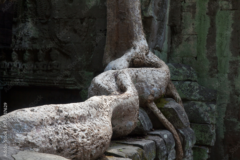 The roots of the giant trees in Ta Prohm (Siem Reap, Cambodia)