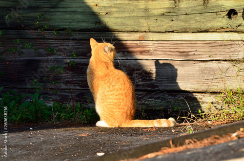 focused orange cat and shadow