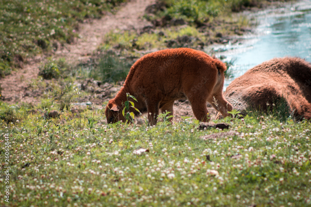 Bison calf grazing in Fort Wayne Indiaa