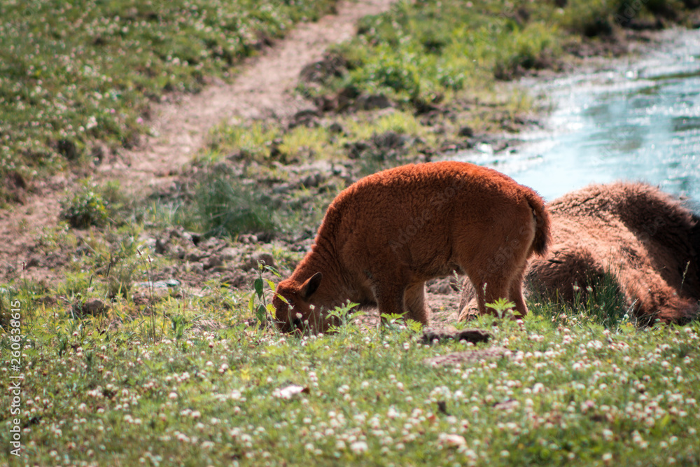 Bison calf grazing next to its mother Bison calf grazing next to its mother