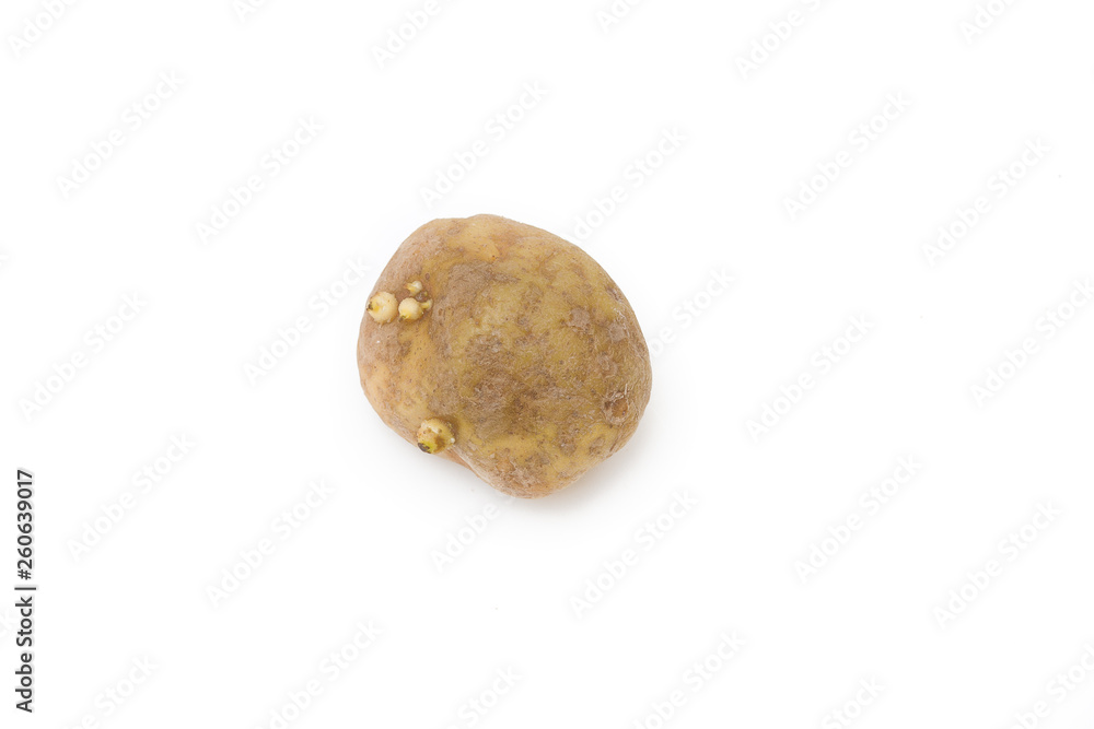 Fototapeta premium Older potato starting to spout on a white background