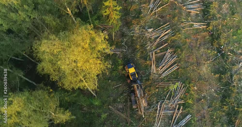 The logging machine overloads the trunks of the felled trees that she brought from the forest to the place where they will be taken and delivered to the timber processing factory. Copter (drone) shot