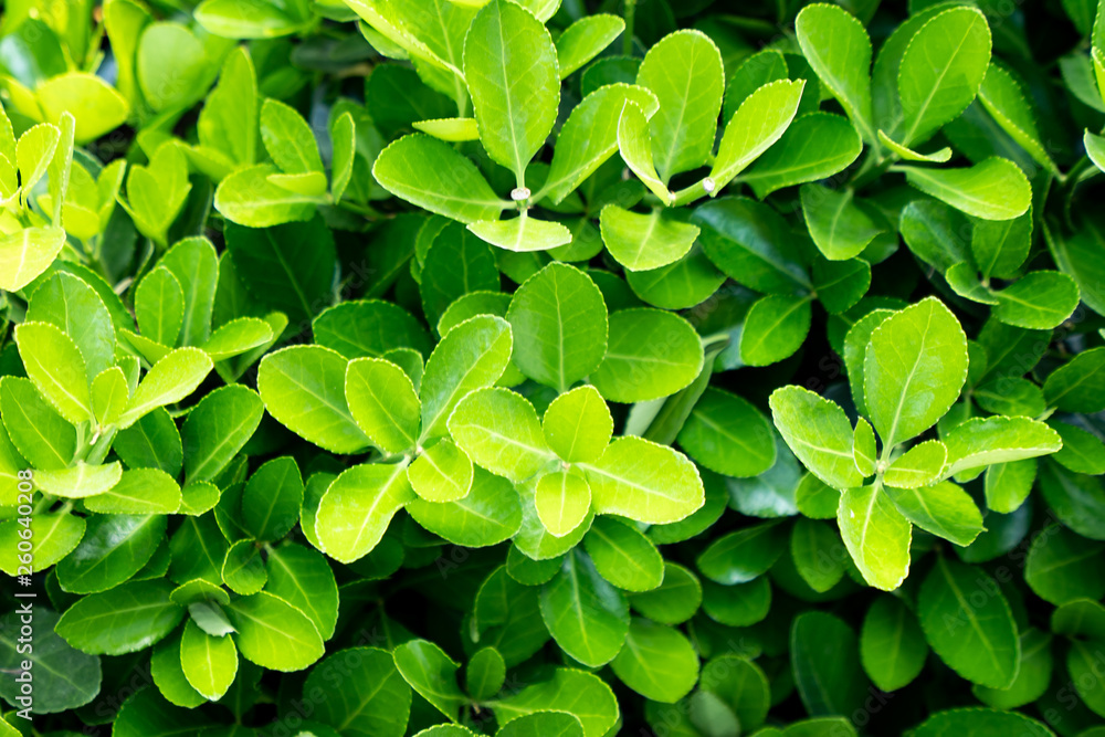 Creative layout made of green leaves. Flat lay. Nature concept Creative layout made of green leaves. Flat lay. Nature concept