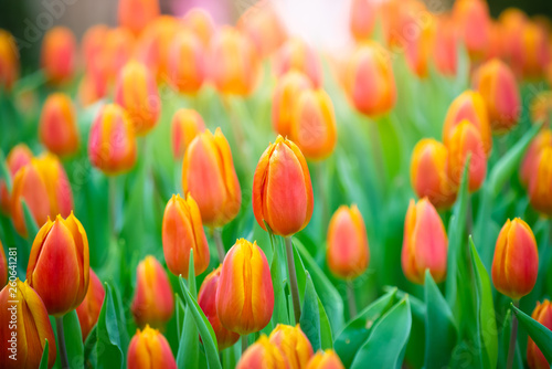 Beautiful view of orange tulips. Tulip flowers meadow.Tulip garden. Group of colorful tulip.