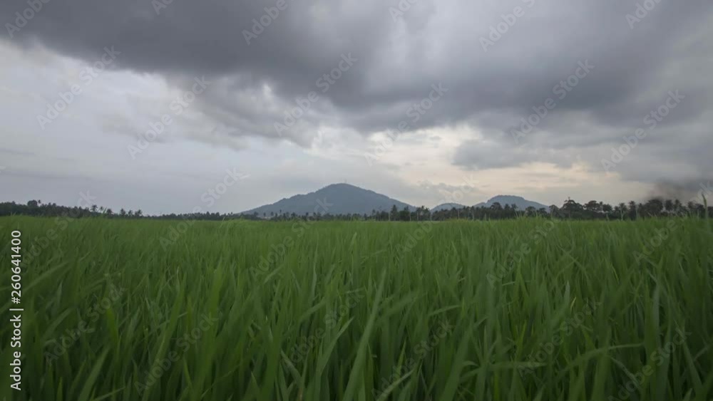 Cloudy raining day of Bukit Mertajam Cherok Tokkun Hill view from rice paddy field.