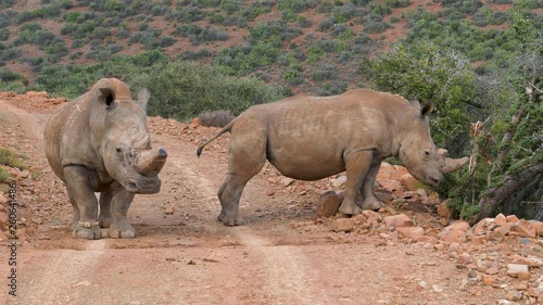 4K close-up side view of two white rhinos standing on a gravel road in a nature reserve