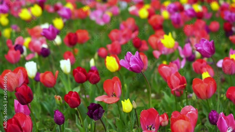 colorful tulips bloom in the garden colorful tulips bloom in the garden