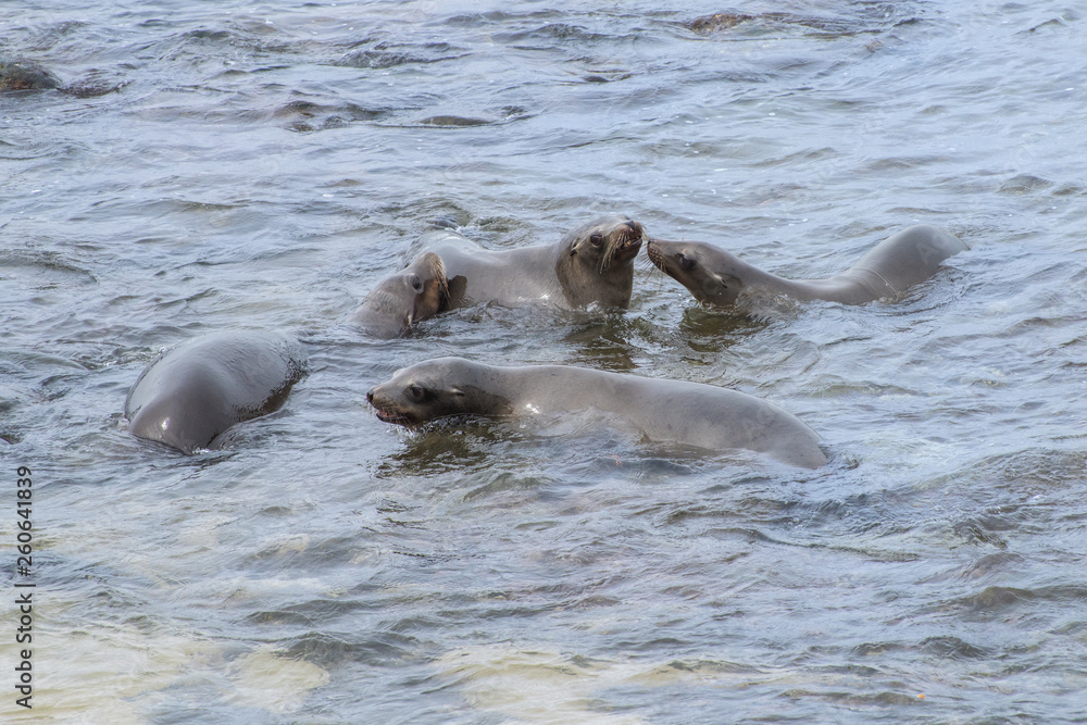 Fototapeta premium Four Young California Sea Lions Swimmg and Playing in the Pacific Ocean