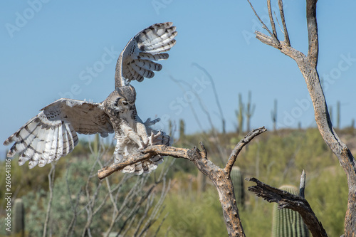 Great Horned Owl coming in for a Landing with Outstretched Talons
