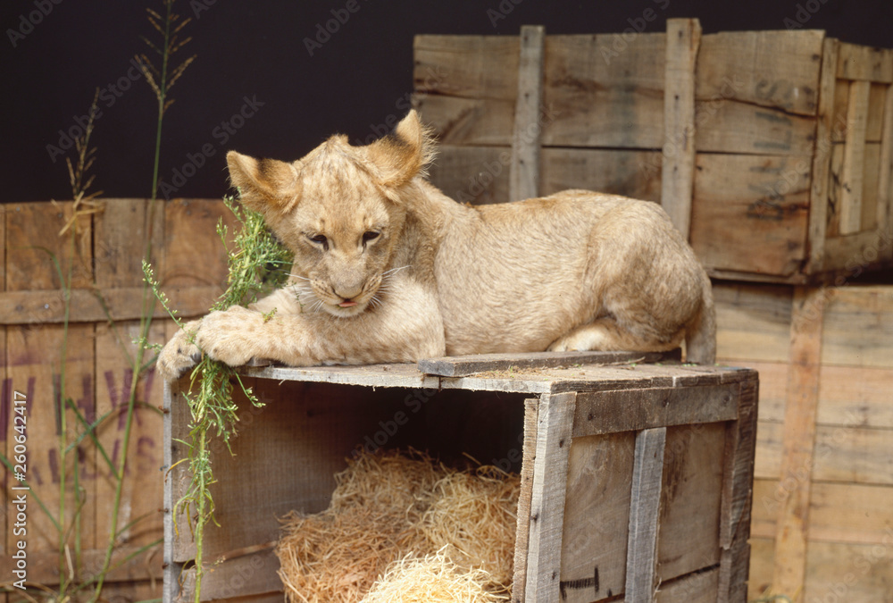 lion crate