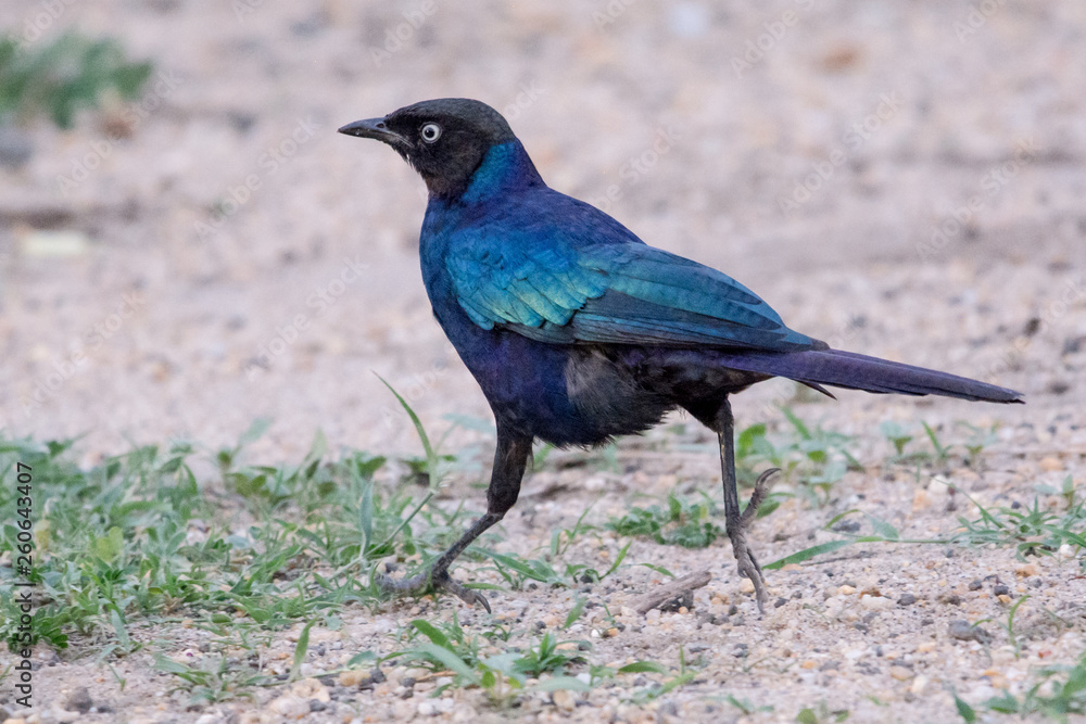 Obraz premium Bird in African