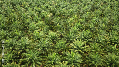drone view of palm oil plantation at malaysia