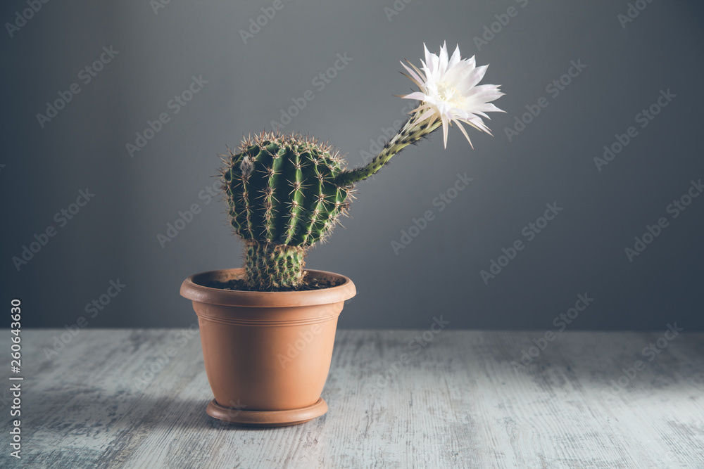 cactus flower on the wooden desk cactus flower on the wooden desk