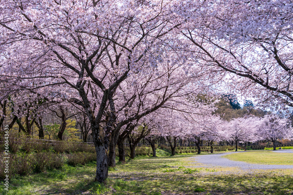 Obraz premium さくら満開