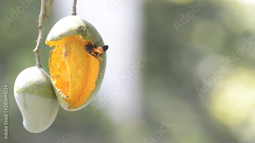 Hornet eating mango with pleasure. photo