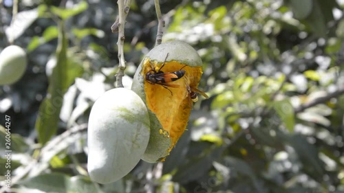 Two species of Hornets are eating a ripe mango in their sections. photo