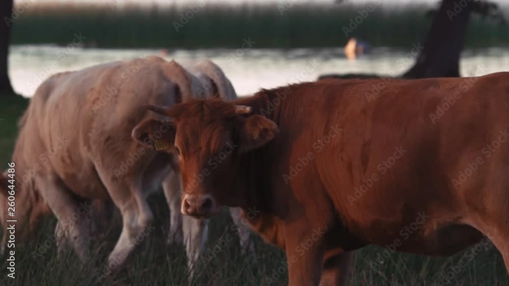 Cows runnning and watching in slowmotion near a lake. Cows runnning and watching in slowmotion near a lake.