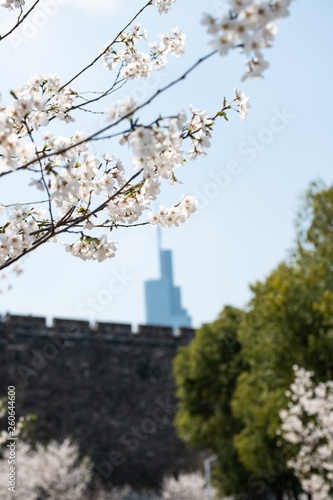 The white cherry blossoms and Zifeng tower in spring in Nanjing city