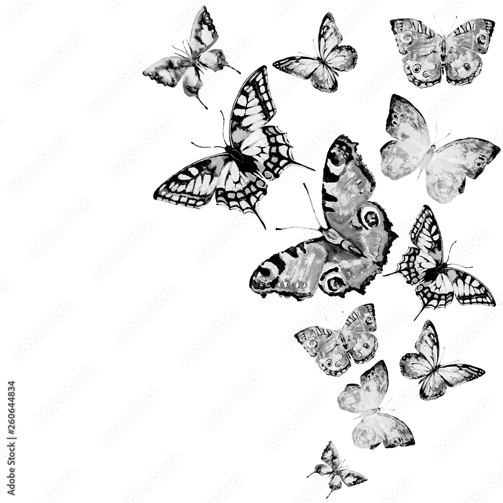 Obraz premium black butterfly, isolated on a white