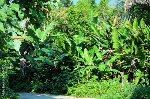 banana trees and pathway in rainforest