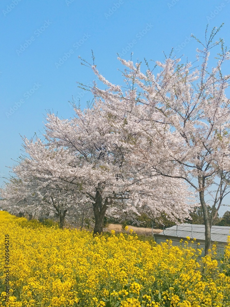 벚꽃유채꽃 벚꽃유채꽃