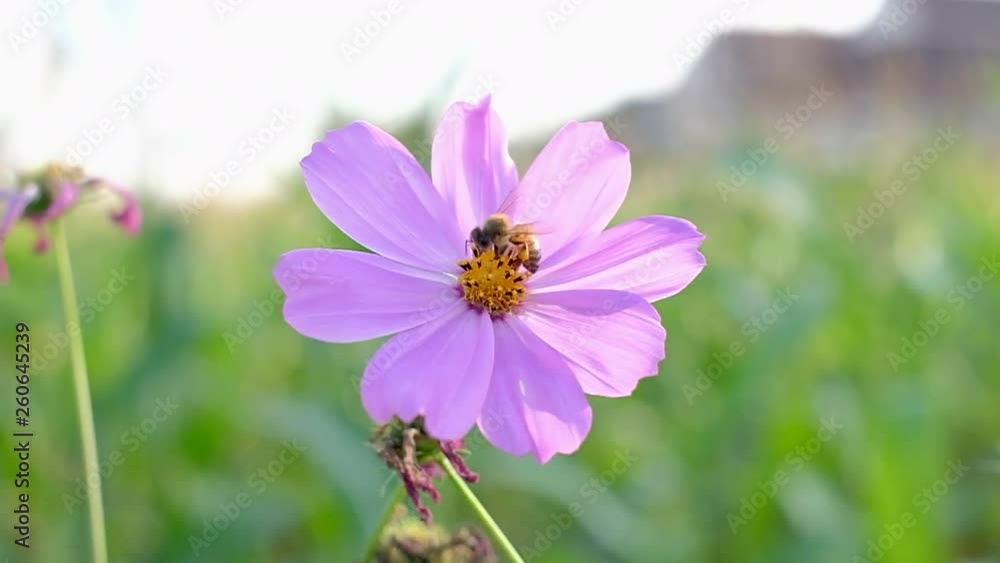 Bee on pink cosmos flowers slow motion. Bee on pink cosmos flowers slow motion.